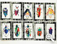 The bug collection